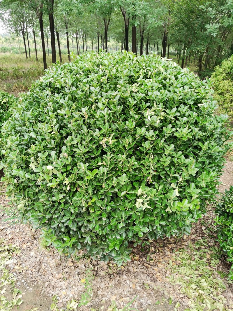 5灌木類(lèi)-大葉黃楊球1.5-2m (3).jpg